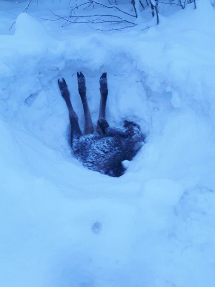 Little elk in the snow - The photo, Elk, Snow, Canada, Longpost