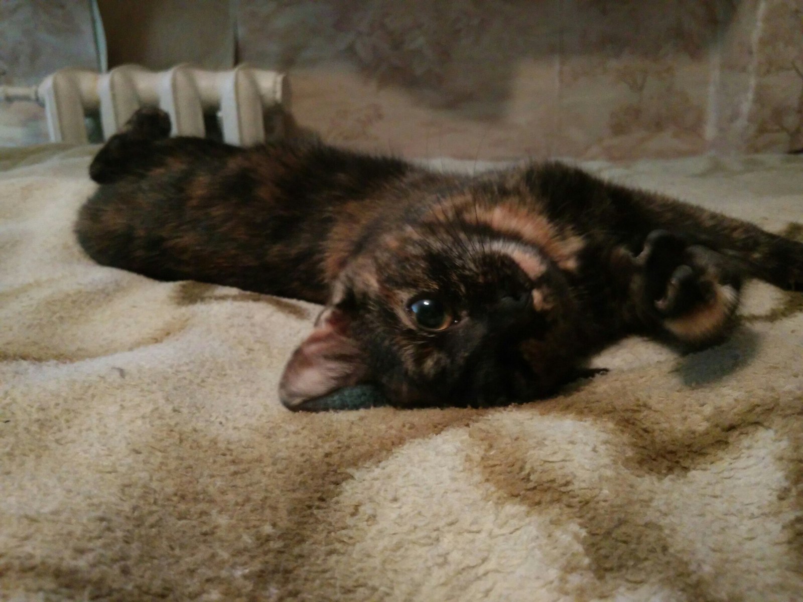 Someone threw this cutie out in the cold. - My, cat, , Homeless animals, Longpost