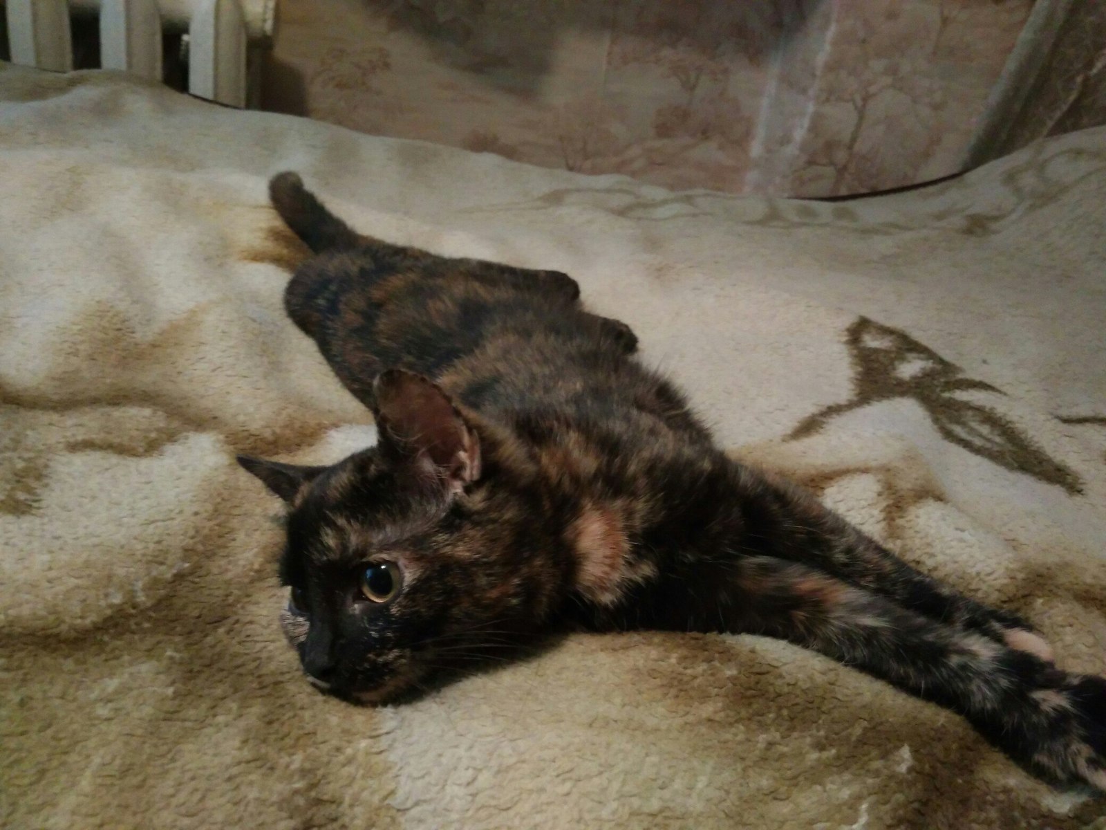 Someone threw this cutie out in the cold. - My, cat, , Homeless animals, Longpost