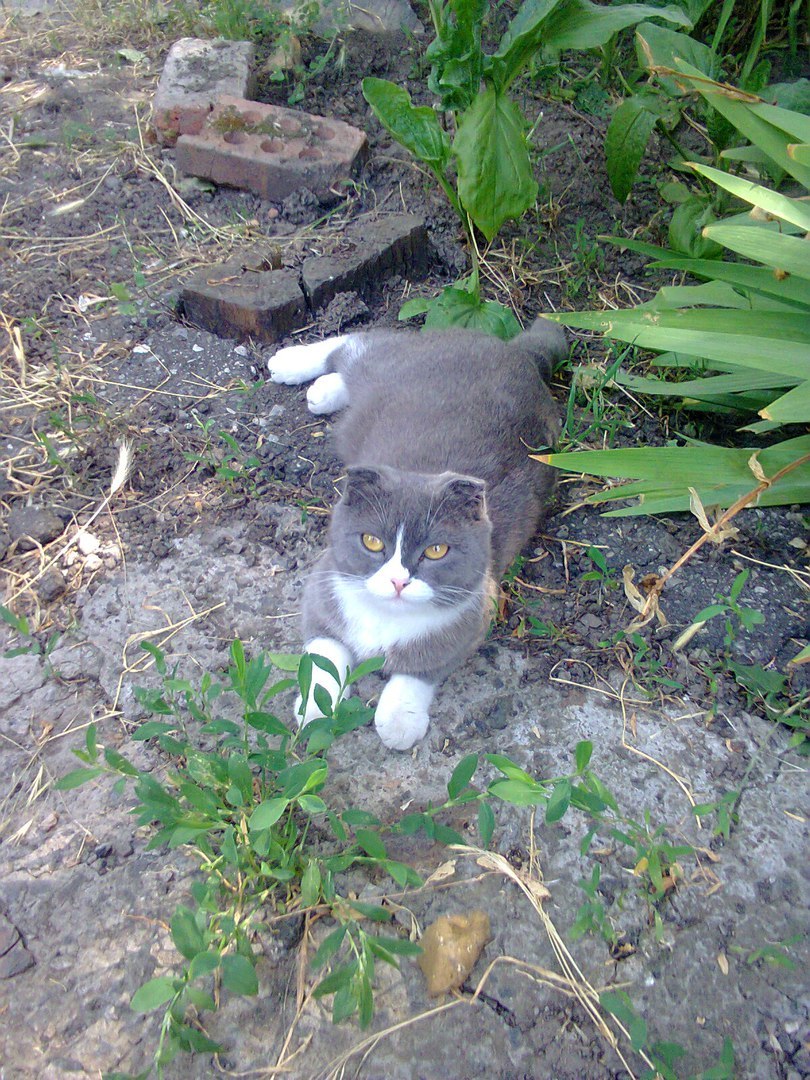 It was - it was - My, Scottish lop-eared, cat, Pets, Longpost