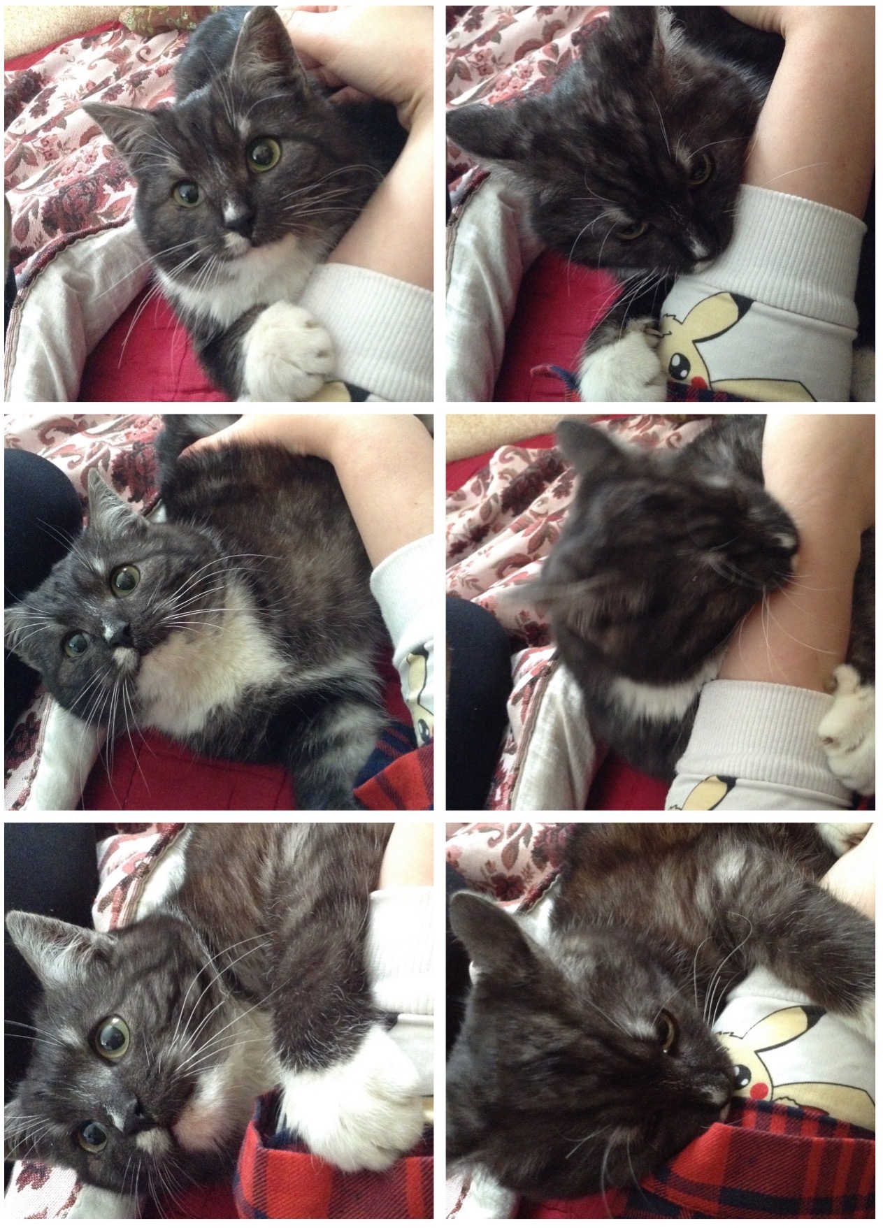 Love like a cat - My, cat, Animals, Catomafia, Pet, Kus, Pets, Milota, My