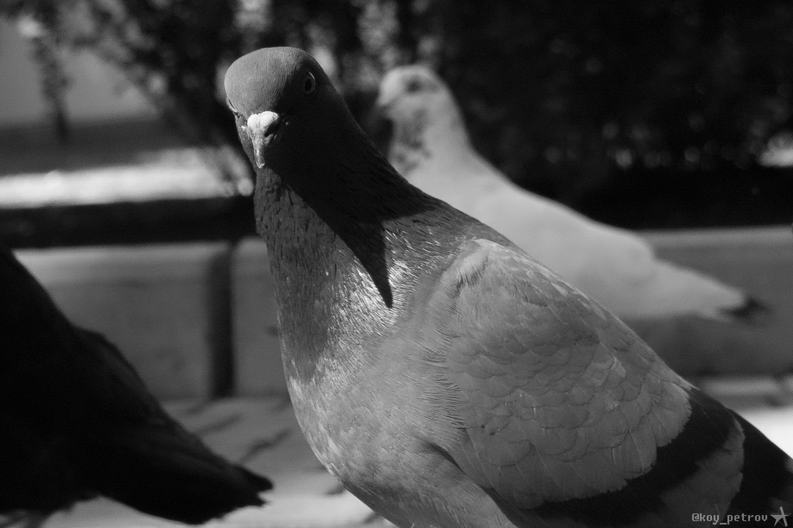 Animal world - My, Portrait, The photo, Pigeon, Nature, Longpost