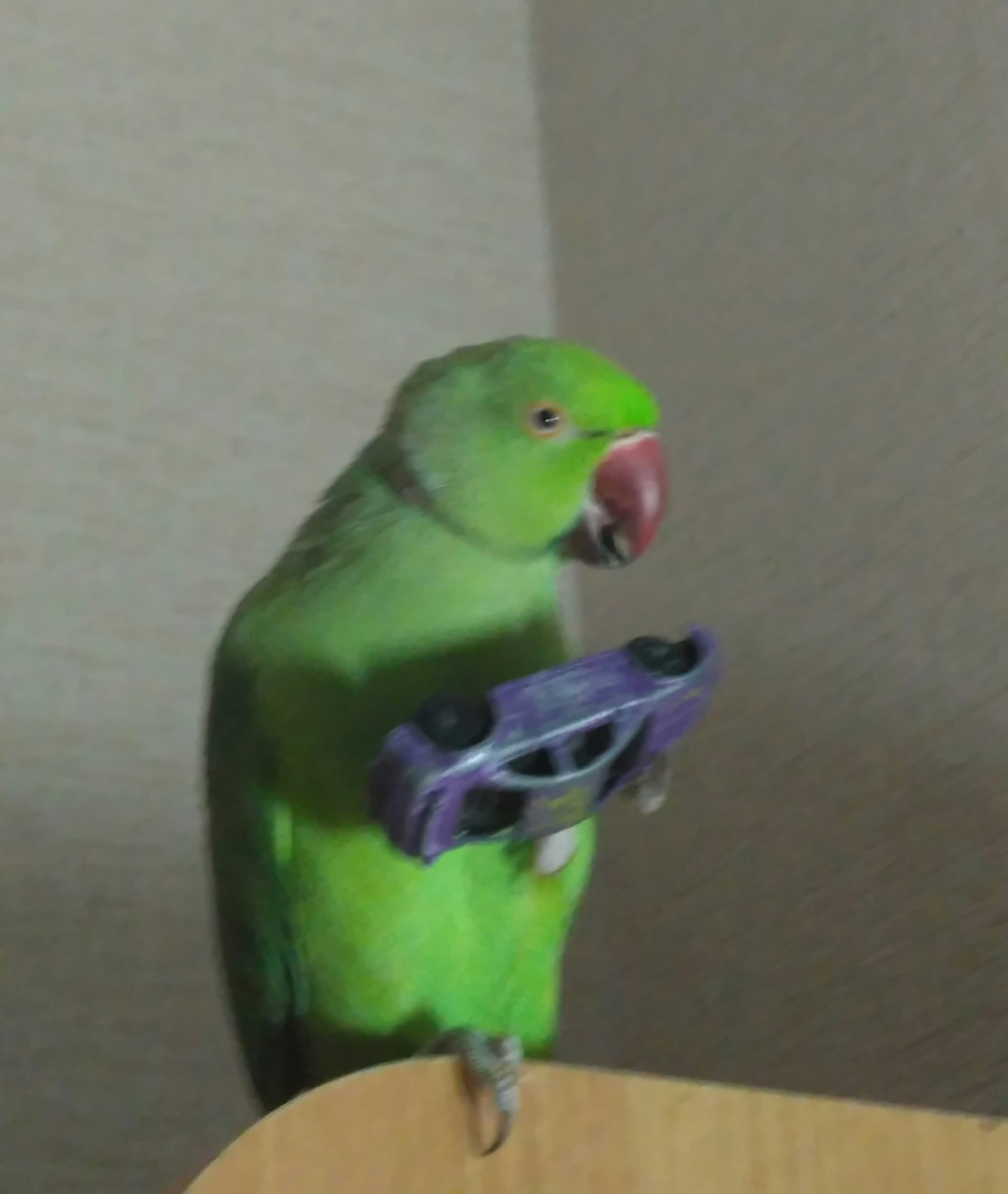 When even a parrot has its own car - My, Necklace parrot, Toy car, Longpost