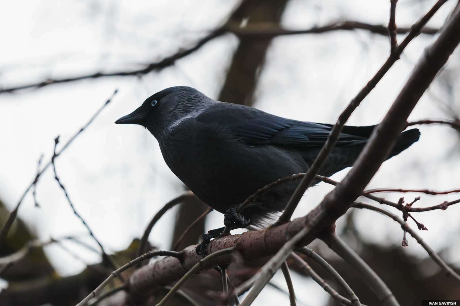 Jackdaws have arrived - My, Birds, Jackdaw, Longpost