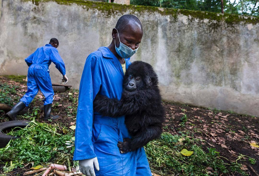 Gorilka - Gorilla, Nature