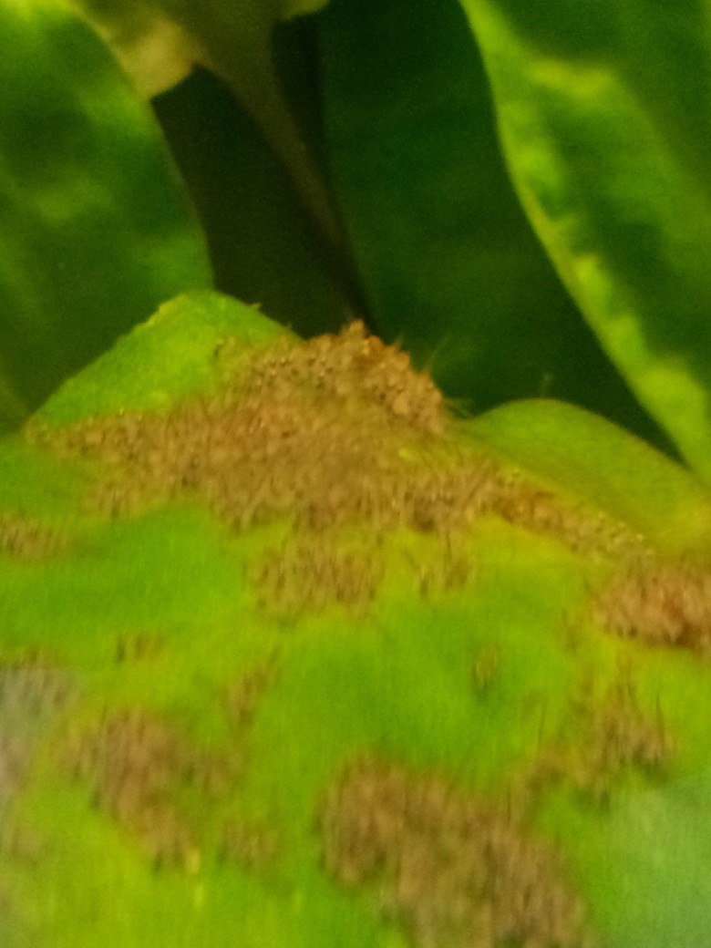 Maaaaa little scalars) - My, Aquarium, , Eggs, Longpost