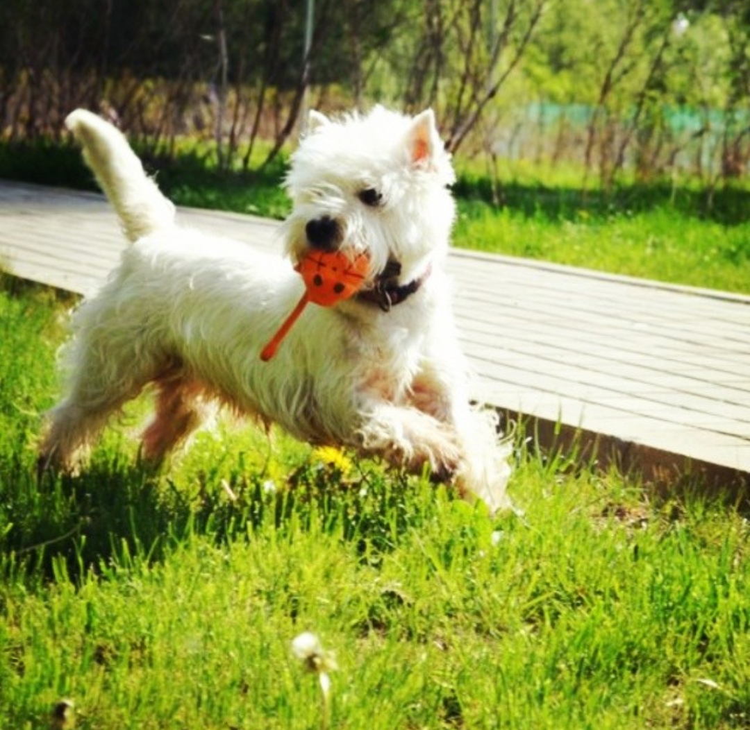 Just our dogs) - My, West Highland White Terrier, My, Summer, Dog