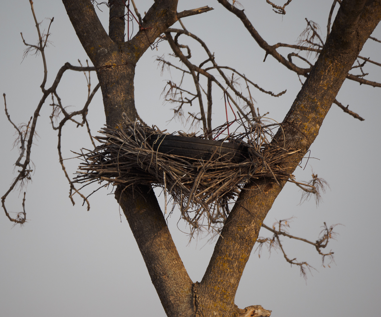 Birds on the river - My, Birds, Photo hunting, Crow, Eagle, Bullfinches, Accentor, Thrush, Longpost