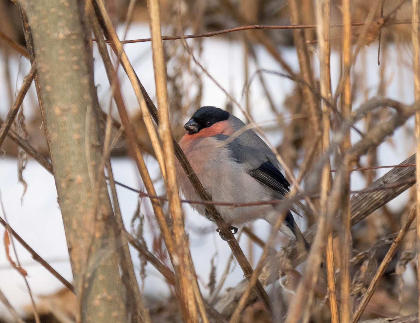 Birds on the river - My, Birds, Photo hunting, Crow, Eagle, Bullfinches, Accentor, Thrush, Longpost