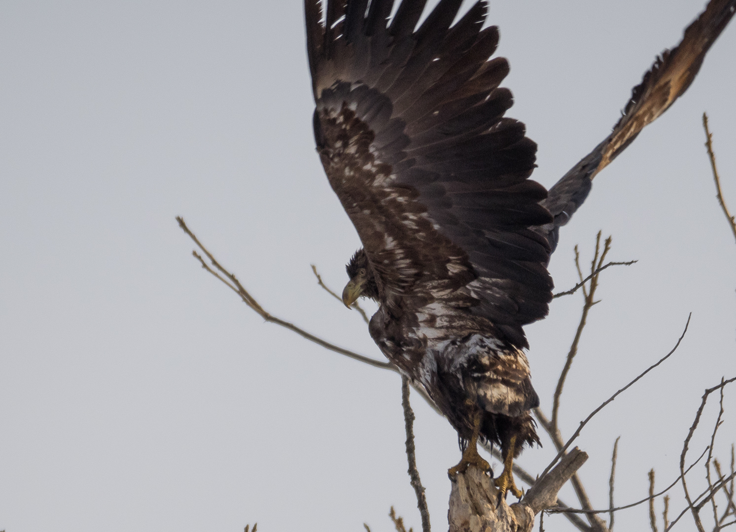 Birds on the river - My, Birds, Photo hunting, Crow, Eagle, Bullfinches, Accentor, Thrush, Longpost