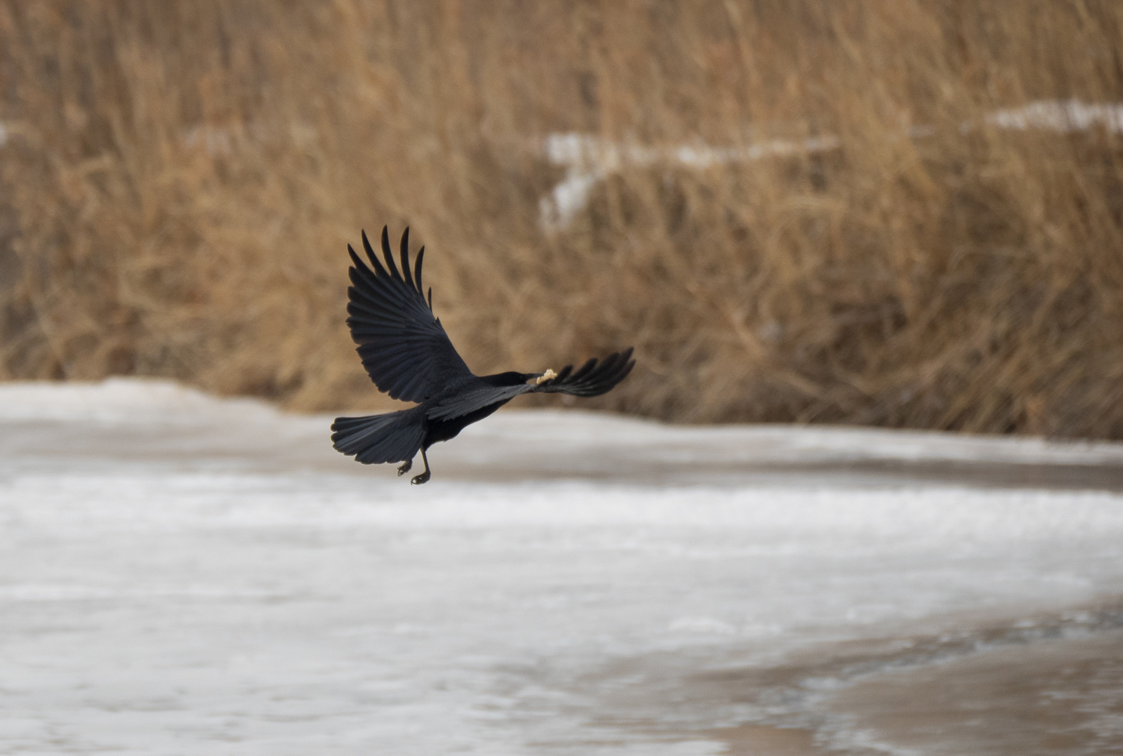 Birds on the river - My, Birds, Photo hunting, Crow, Eagle, Bullfinches, Accentor, Thrush, Longpost