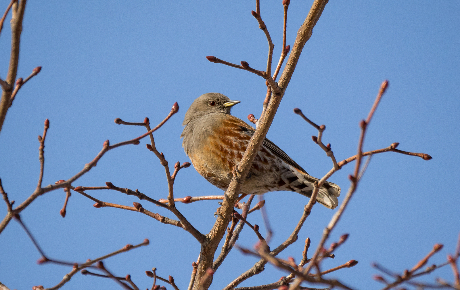 Birds on the river - My, Birds, Photo hunting, Crow, Eagle, Bullfinches, Accentor, Thrush, Longpost