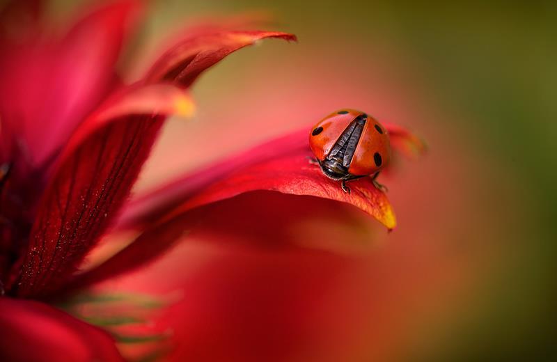 Instant. - The photo, Insects, Nature, Longpost