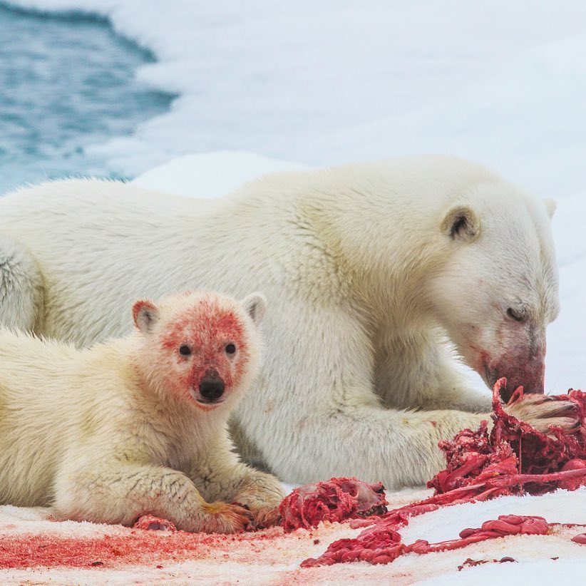 Bears are very fond of .... meat - Polar bear, The Bears, , Milota, Meat, Bones, Blood