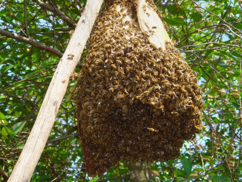 bees - My, Bees, Honey, Longpost