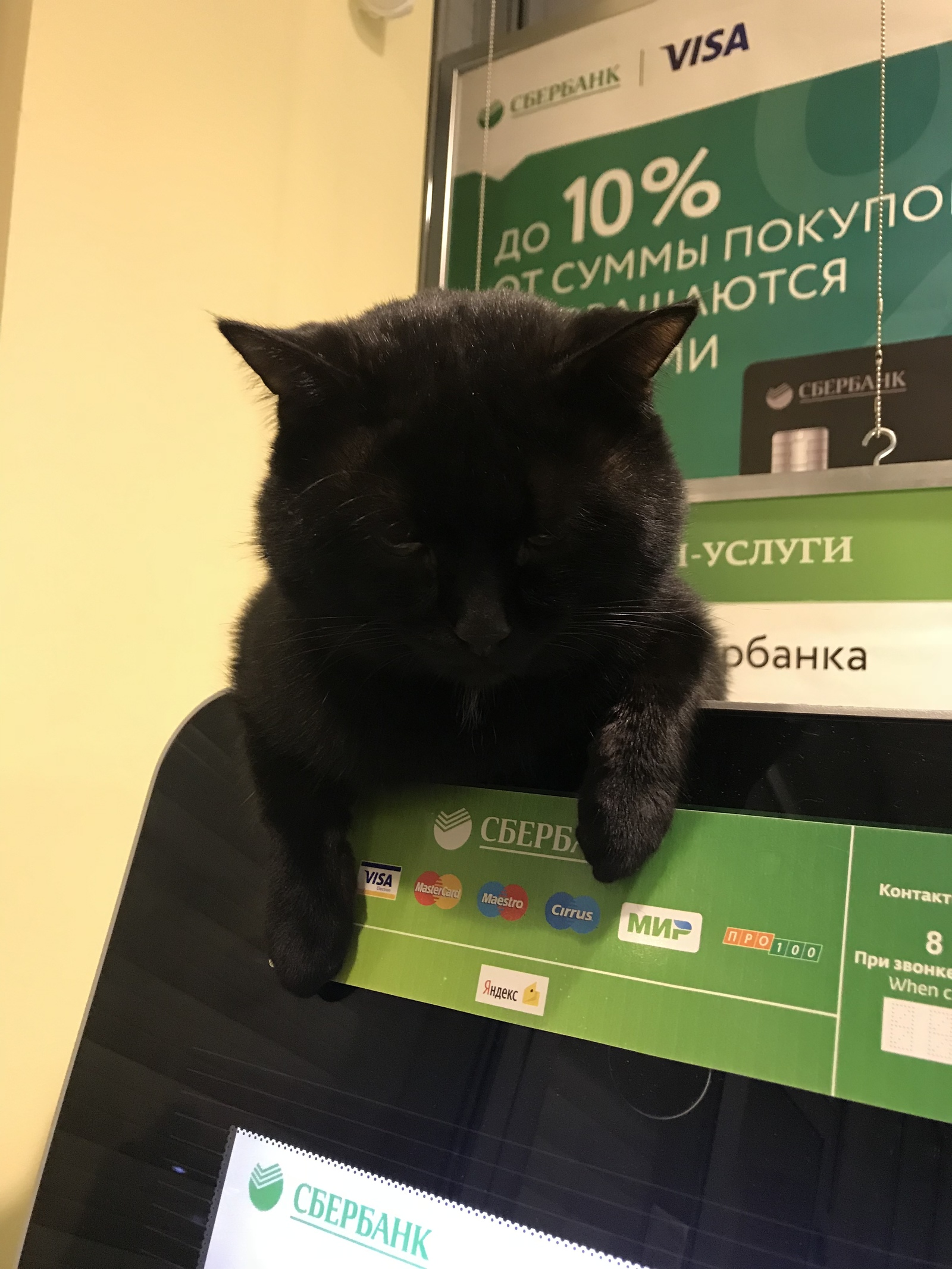 I went to the savings... - My, Sberbank, Sberkot, cat, Longpost