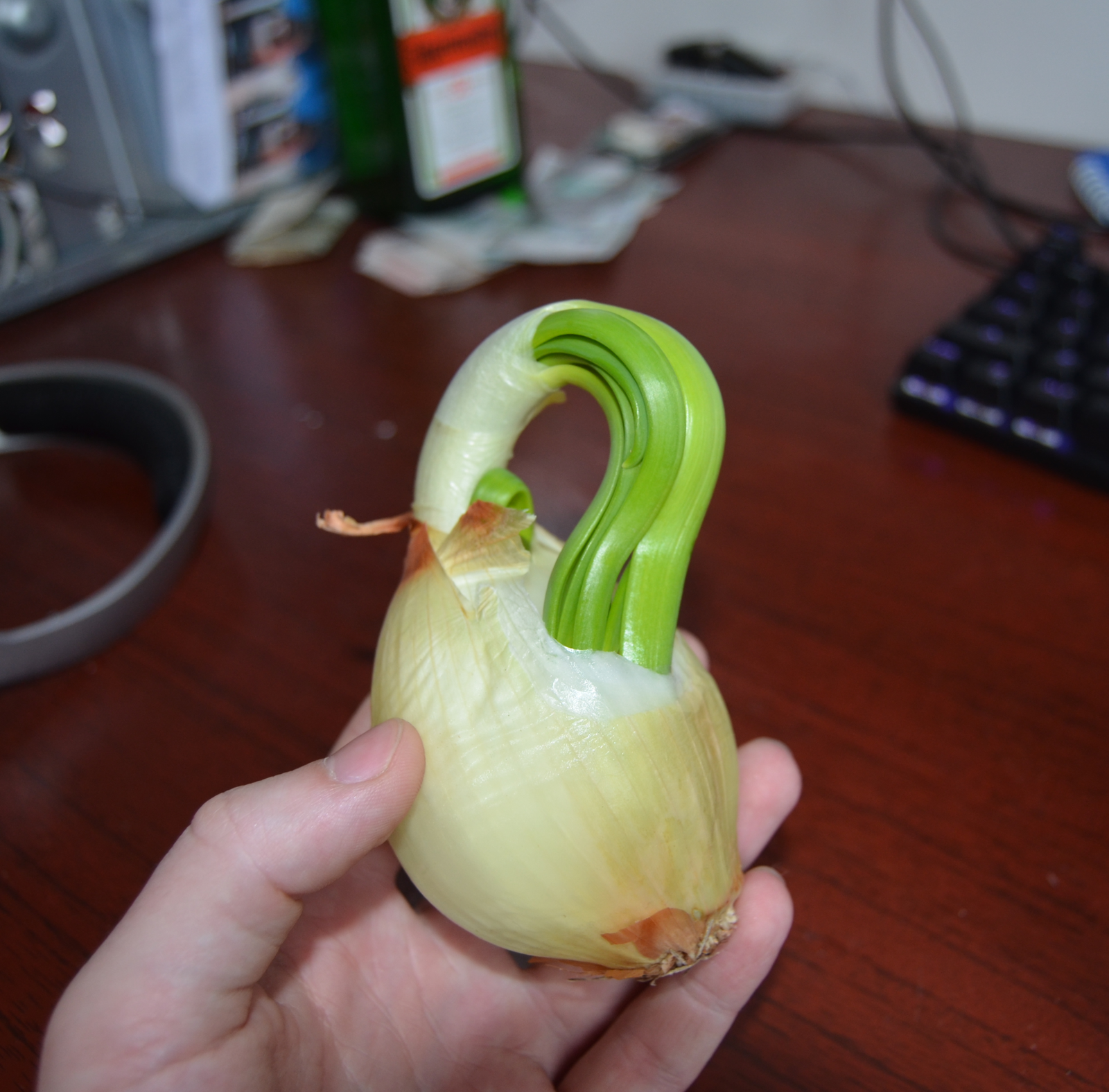 Apparently, this onion changed its mind about growing. - My, Onion, Nope