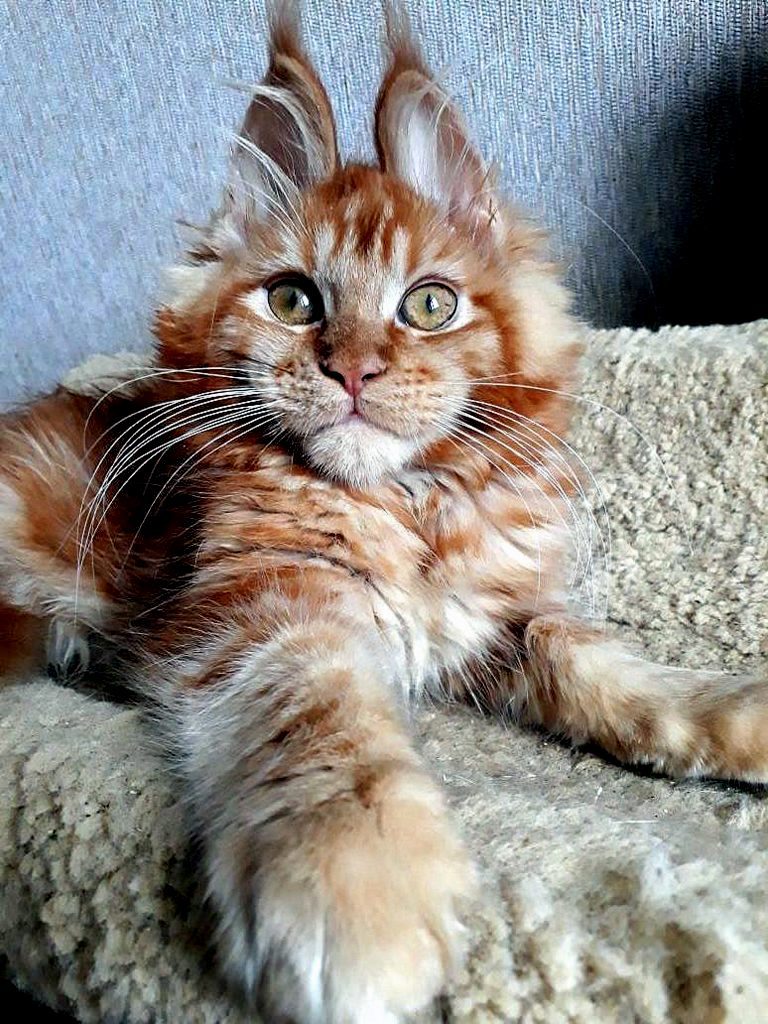 The kitty has ears like a Bunny. Kitty Ronda, age 3 months, Maine Coon. - My, cat, Kittens, Maine Coon, , , , My, Longpost