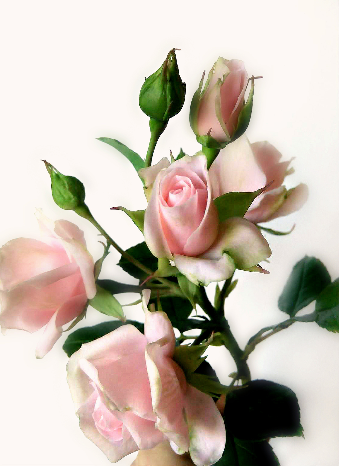 Ветка кустовых роз из полимерной глины