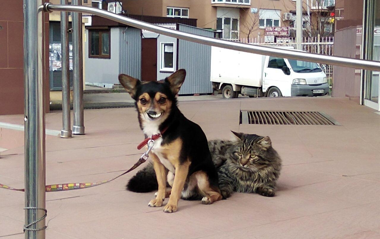 simple smile - My, Photoshop, Dog, cat, Smile