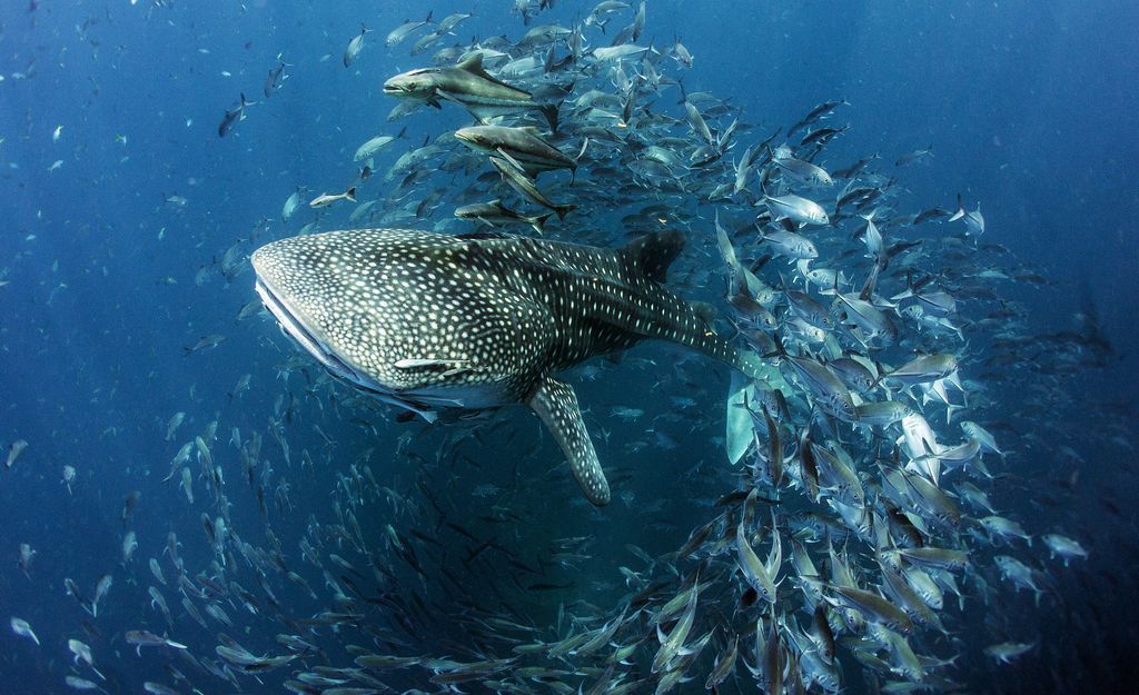 Simply gorgeous photos - The photo, The national geographic, Not mine, Longpost