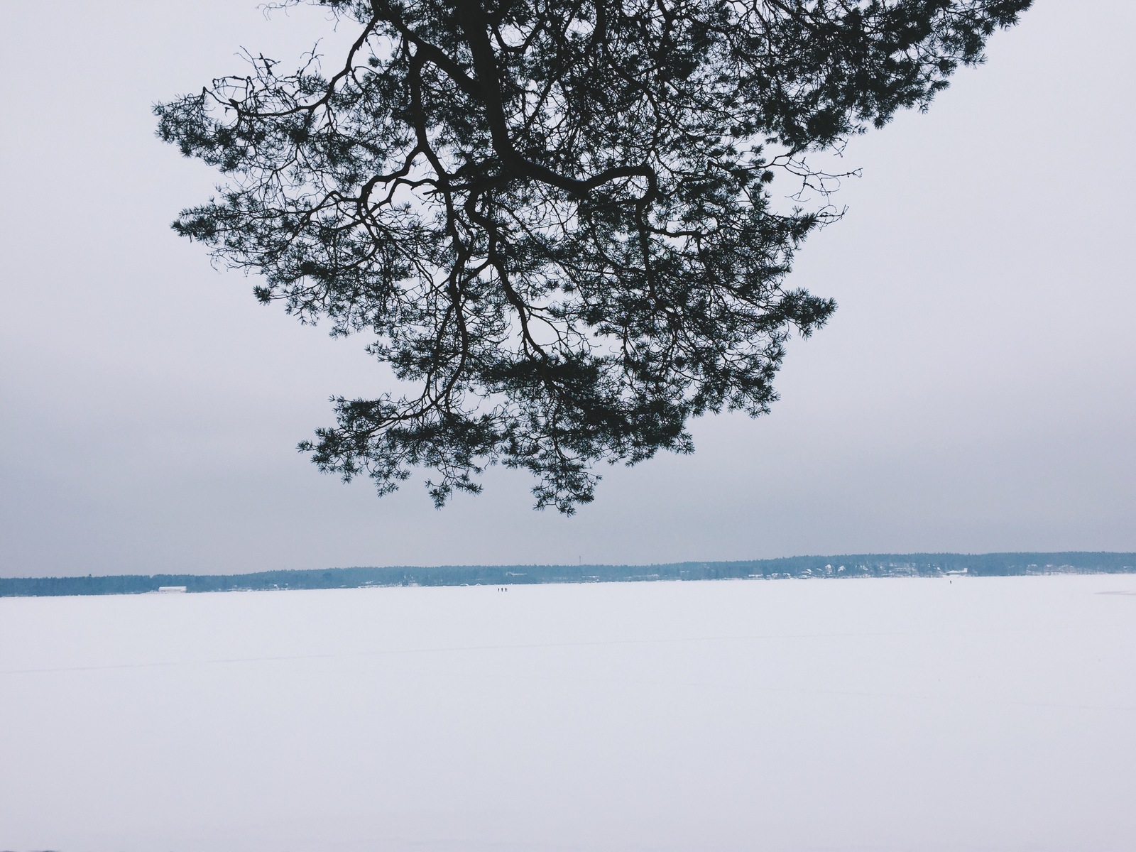 On a walk - My, Beginning photographer, Forest, The photo, Winter, Longpost