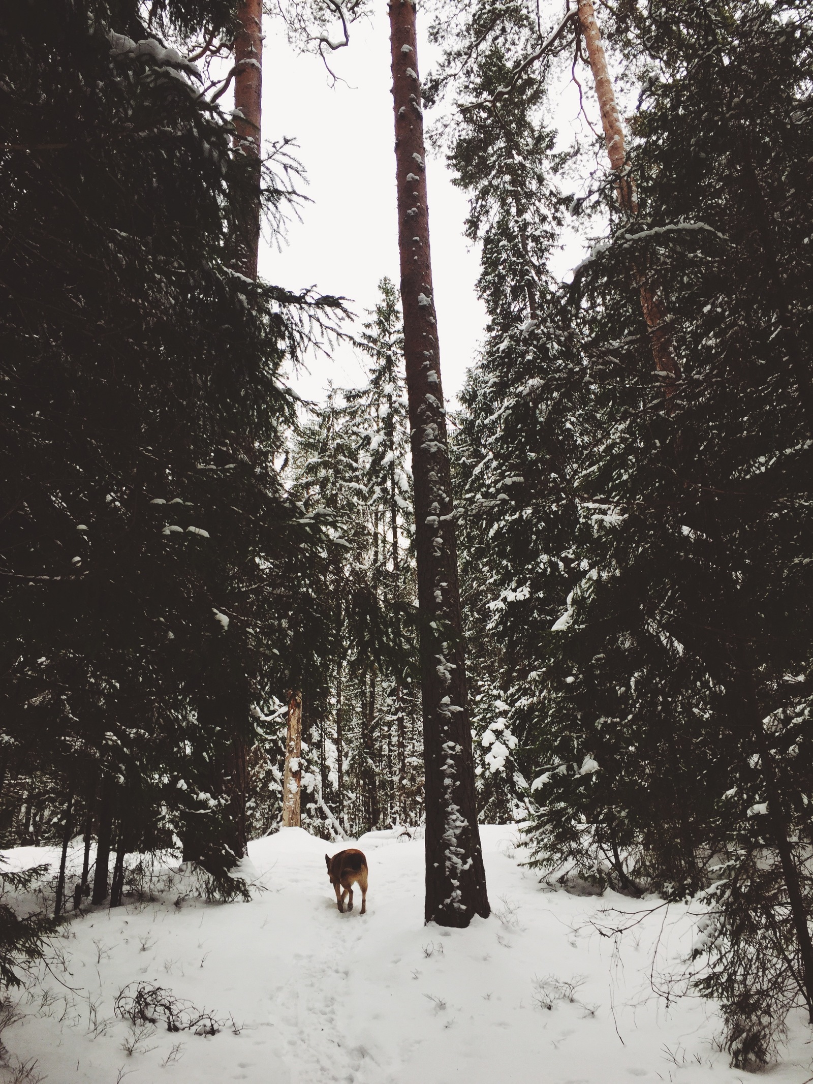 On a walk - My, Beginning photographer, Forest, The photo, Winter, Longpost