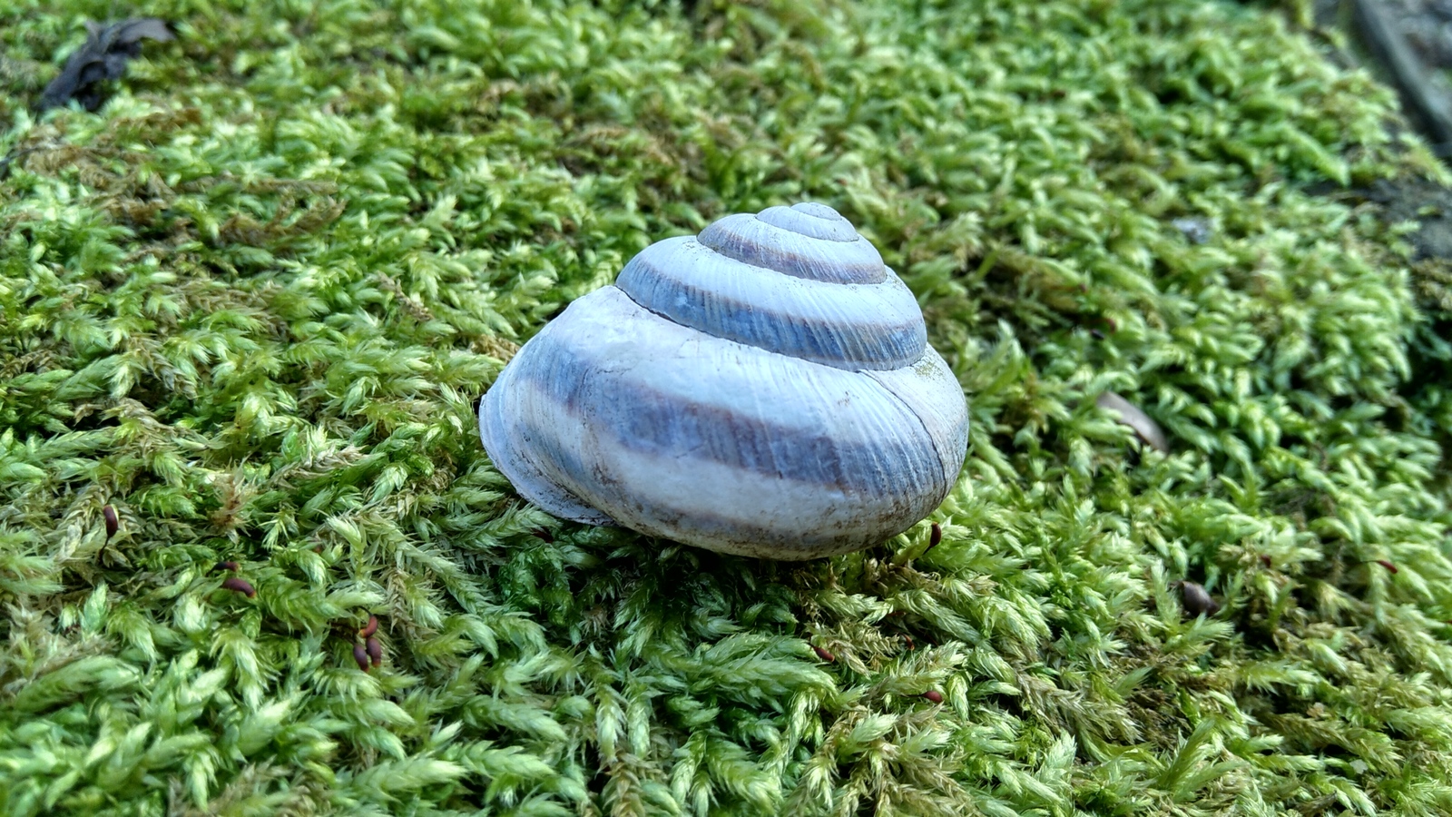 Hold on, spring is coming. - My, Spring, Heat, The photo, Dog, Snail, Longpost