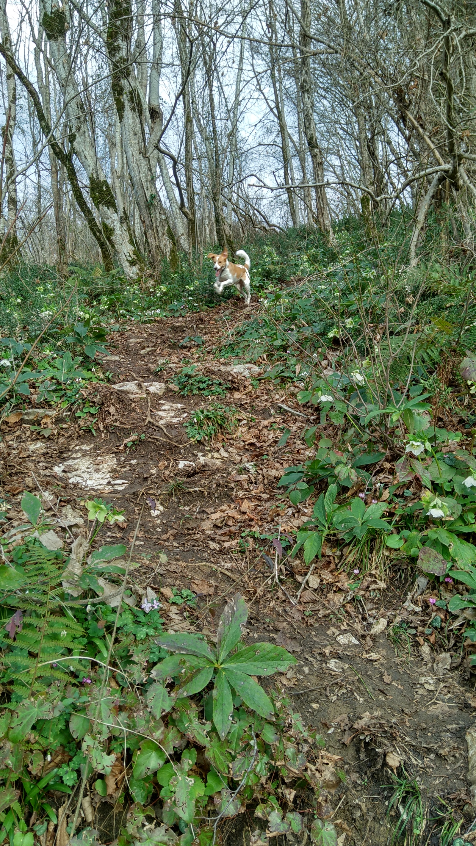 Hold on, spring is coming. - My, Spring, Heat, The photo, Dog, Snail, Longpost