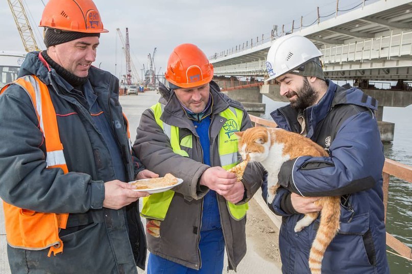 Sacrifice to the animal mascot of a large construction site in the 21st century - cat, Pancakes, Crimean bridge, Longpost