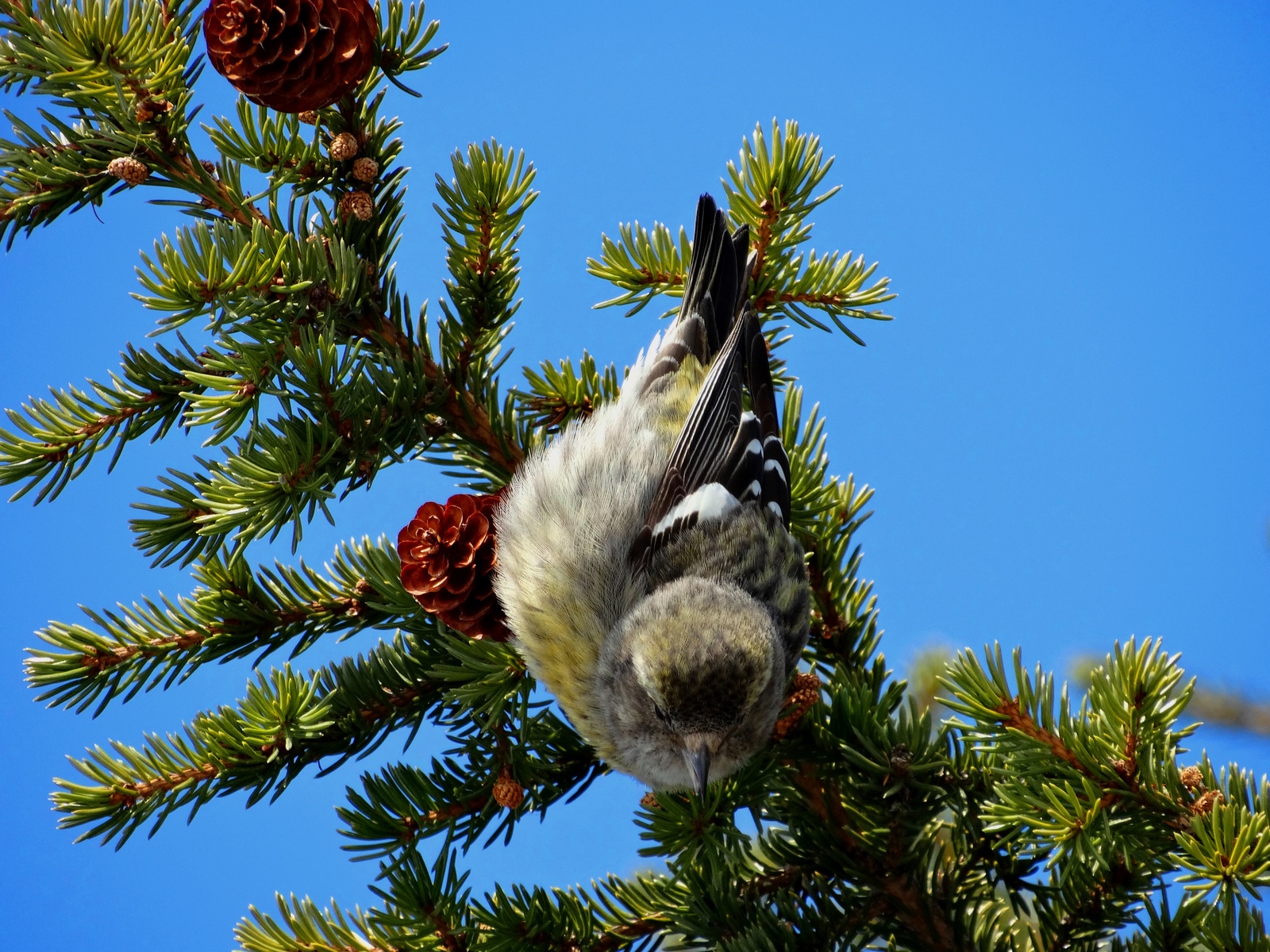 Самочка клеста | Пикабу