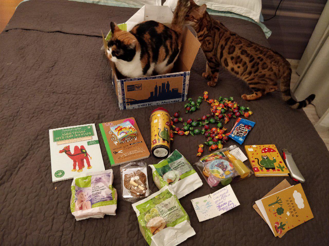 AnonymousDedusmorozus - Vivatus Altruistus :) - My, Secret Santa, Gift exchange, , New Year, Altruism, Longpost, cat