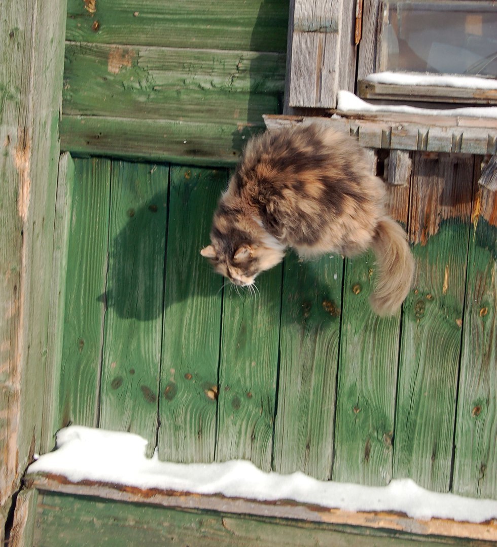 The cats sat on the window, and then on the watering hole, meowed with the deer and the raccoon calls them into the house =) - cat, Deer, mini zoo, Volokolamsk, Not mine, Longpost, Raccoon, Deer