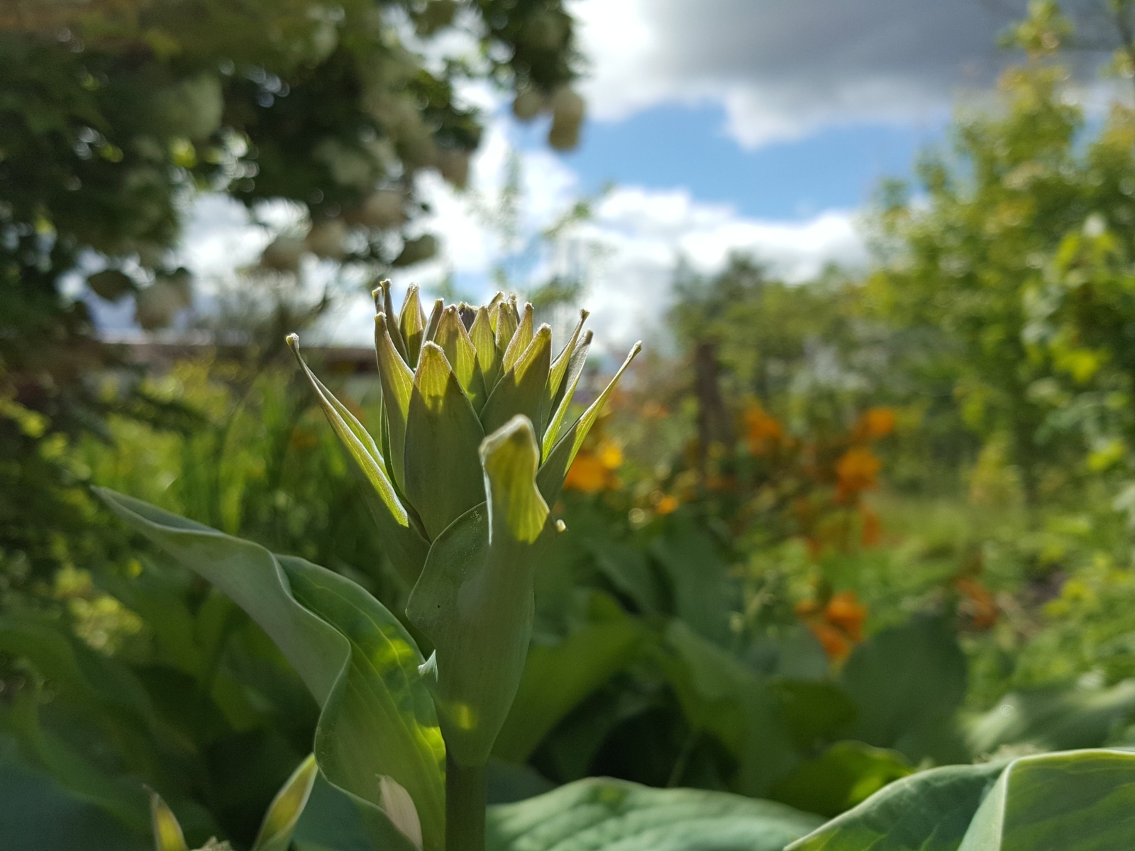 Beauty in the country. Leningrad region - My, beauty, beauty of nature, Leningrad region, Dacha, The photo, First post, Favorite dacha, Longpost