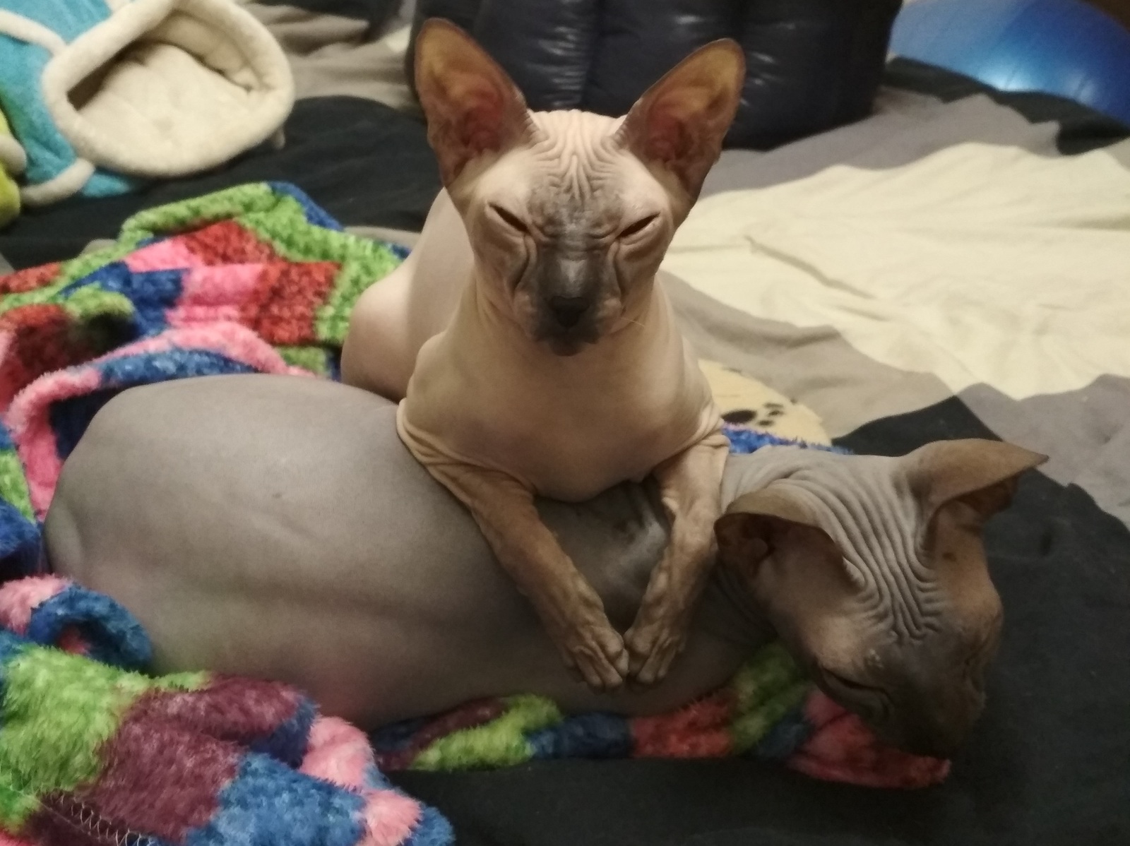 It's clear who's in charge here! - My, cat, Sphinx, Don Sphynx, Impudence