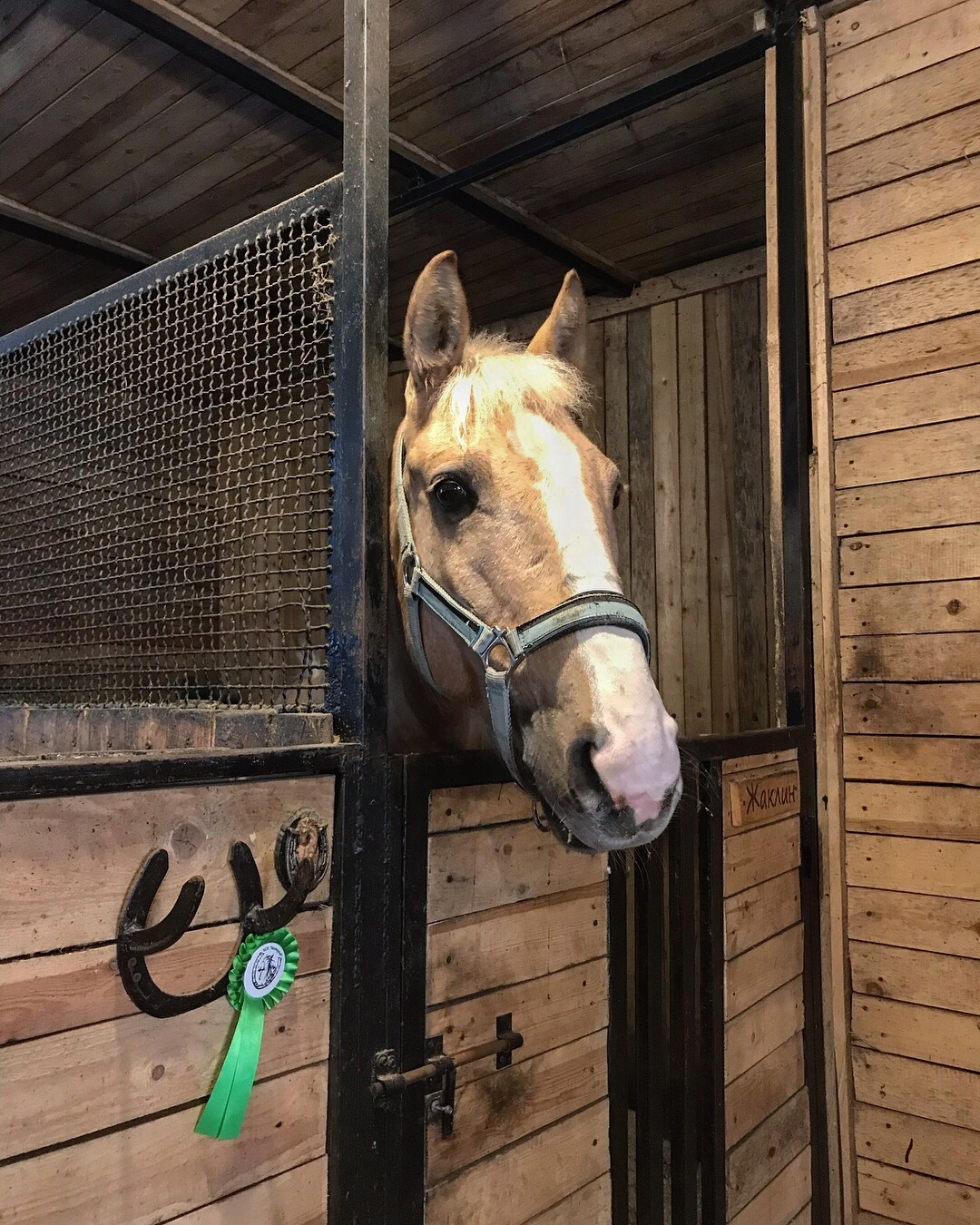 Equestrian Club Zapovedny - My, Horses, Stable, Saint Petersburg, Longpost