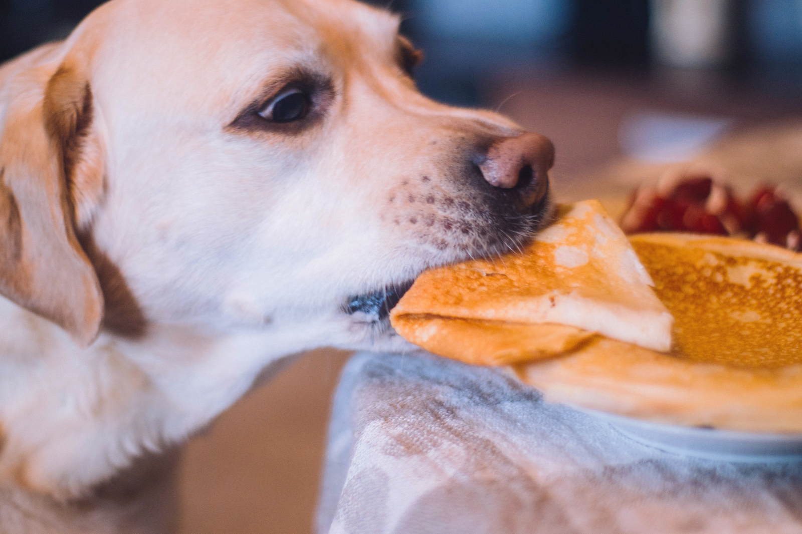 I really want a pancake))) - My, Dog, Labrador, The photo, Maslenitsa, Pancakes