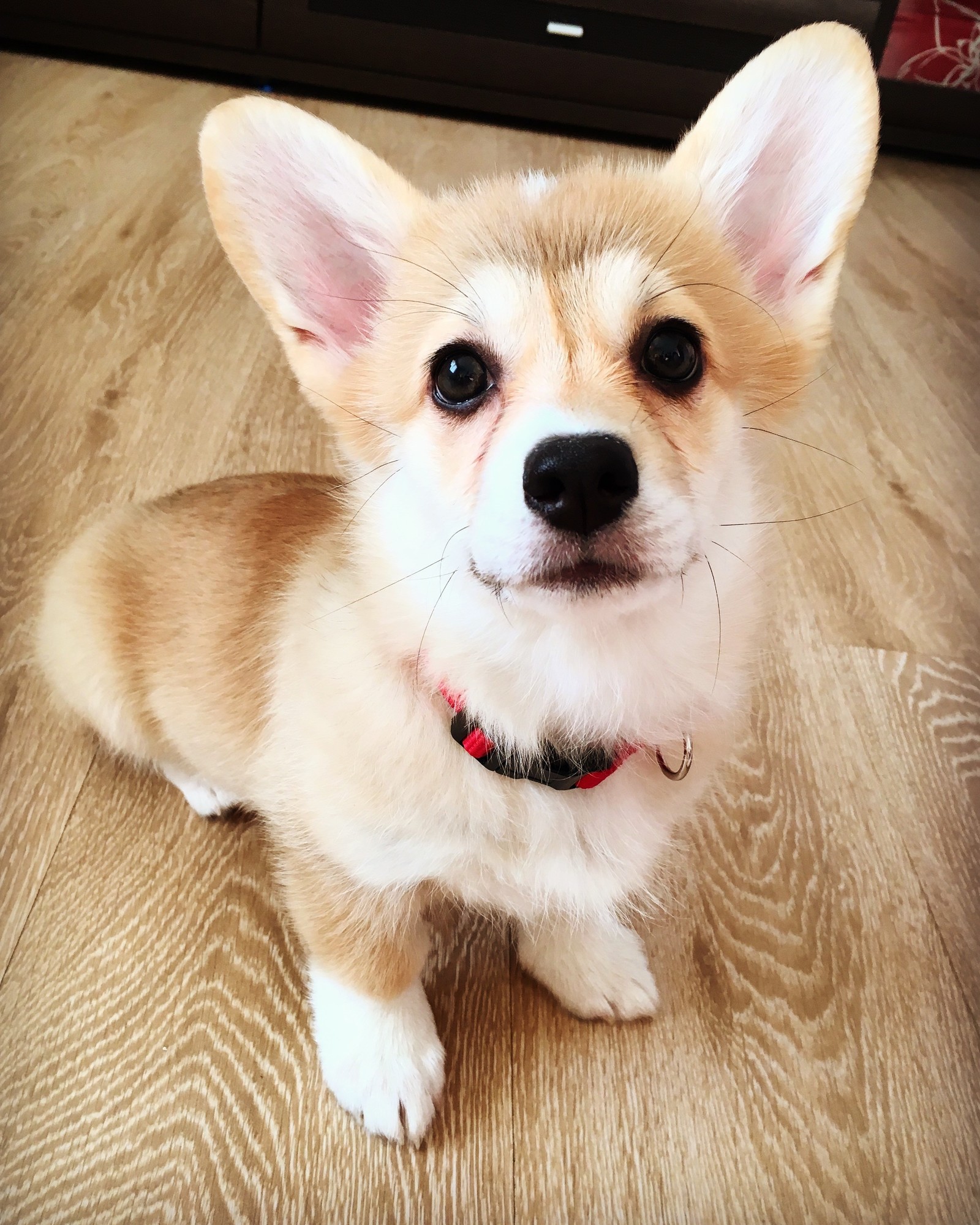 All such obedient Asya - My, Welsh corgi pembroke, Dog, Corgi, Longpost