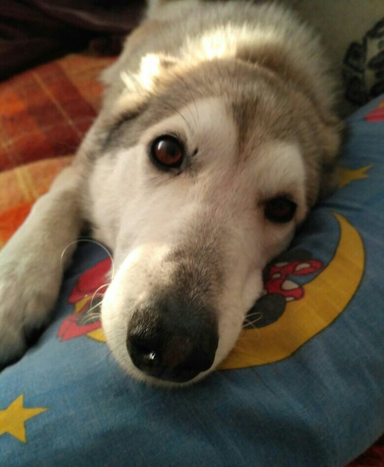 How it looks into the soul - My, Dog, House, Winter, Longpost