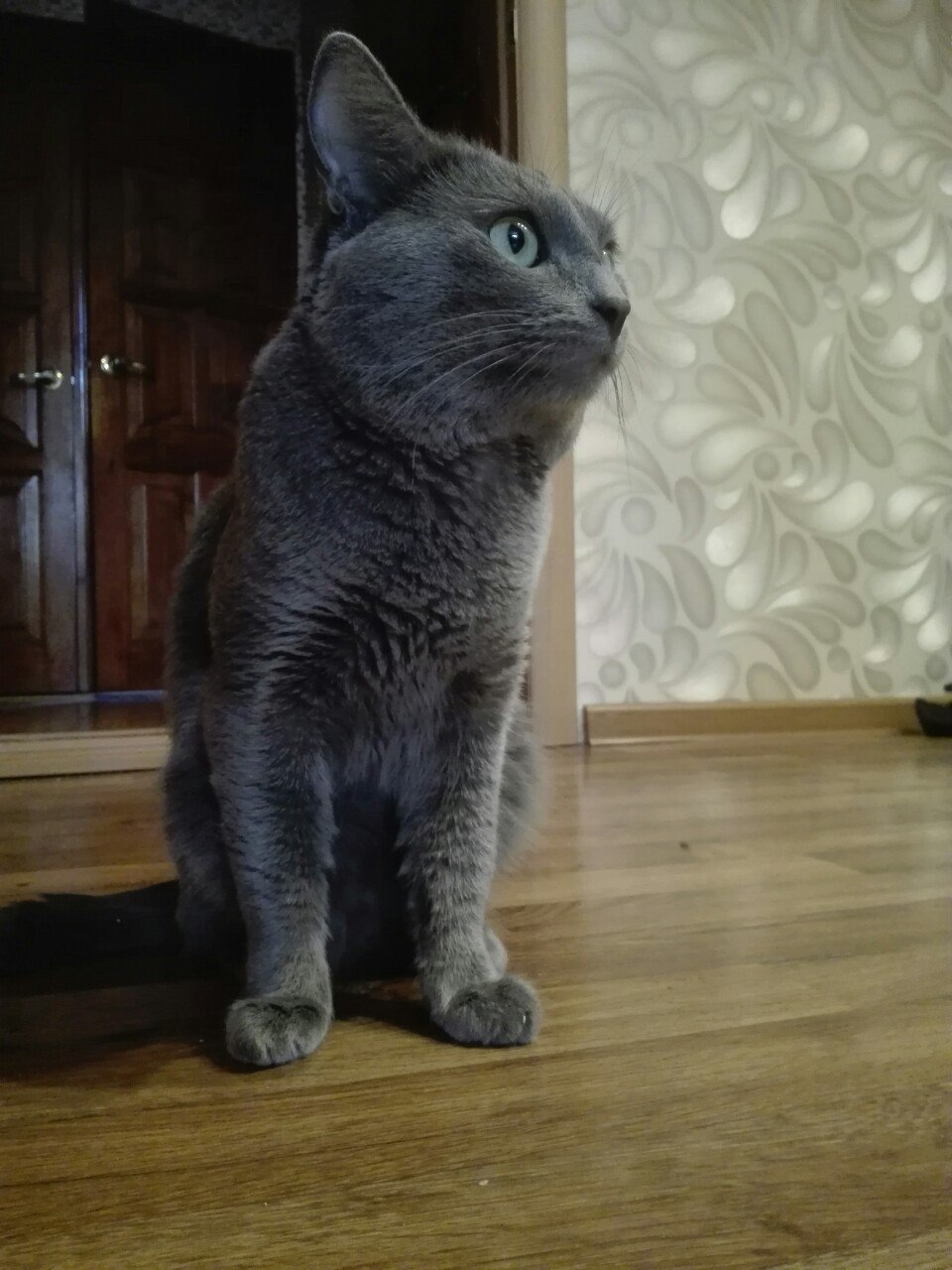 Scratching post - My, cat, Door, Scratching post, Longpost