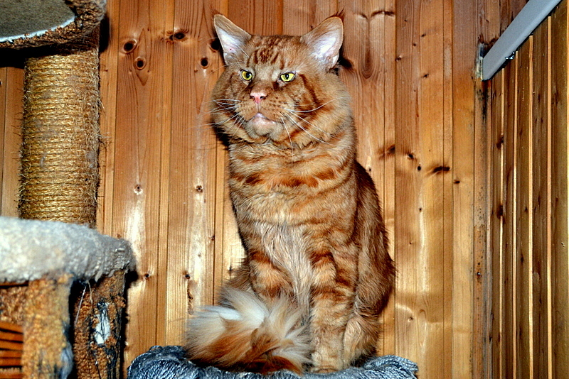 Котята Мейн Кун Фото В 3