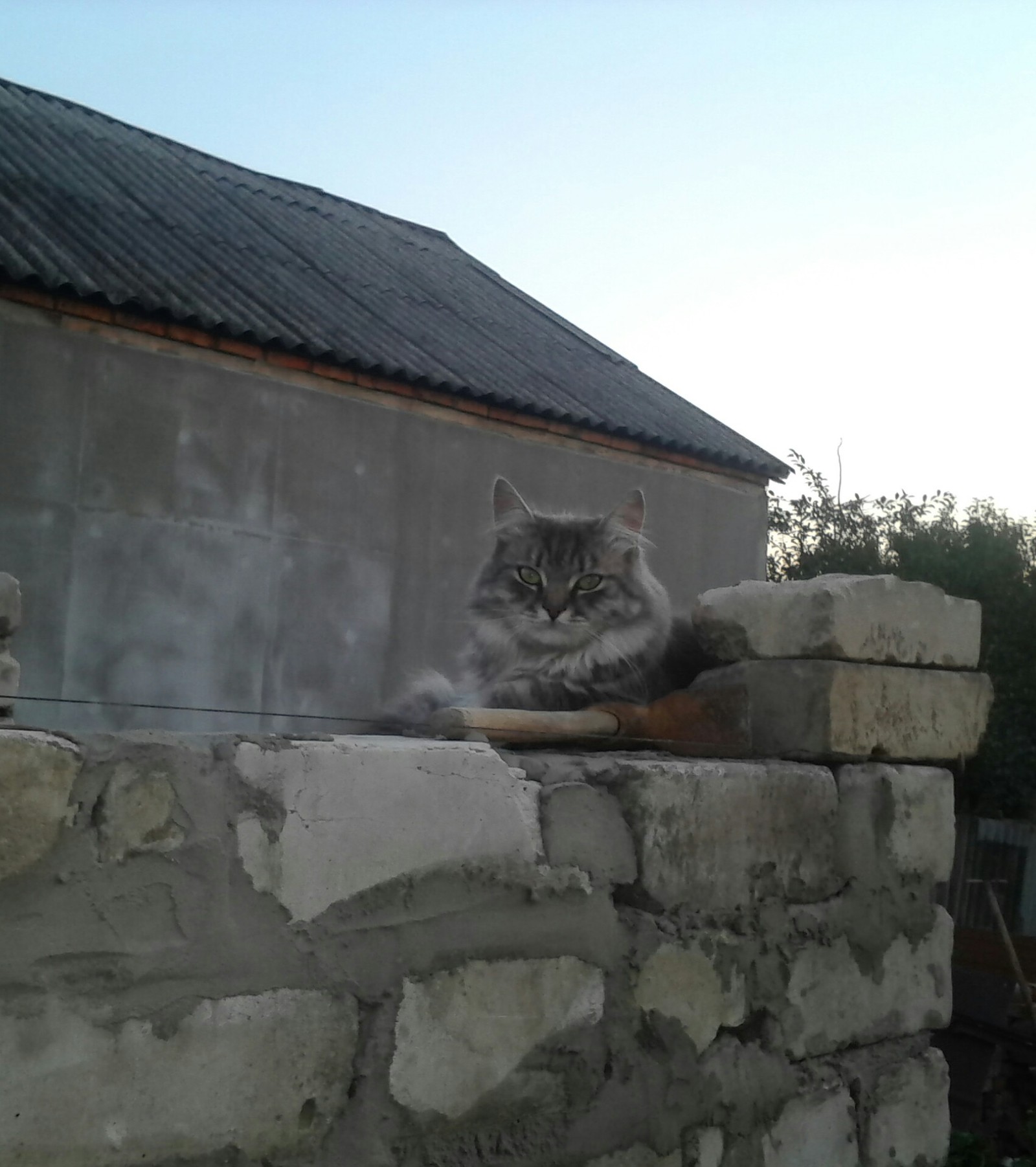 Главный прораб на стройке | Пикабу