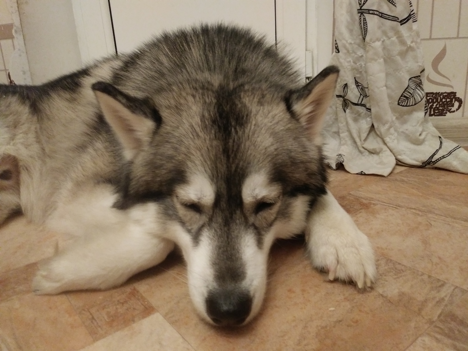 When I ate someone else's meat - My, Husky, Meat, Thief