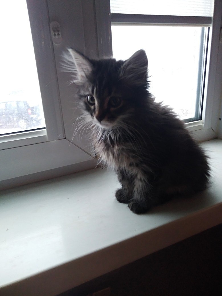 Timofey Alexandrovich - My, cat, The photo, Kittens, Pet, Longpost, Pets