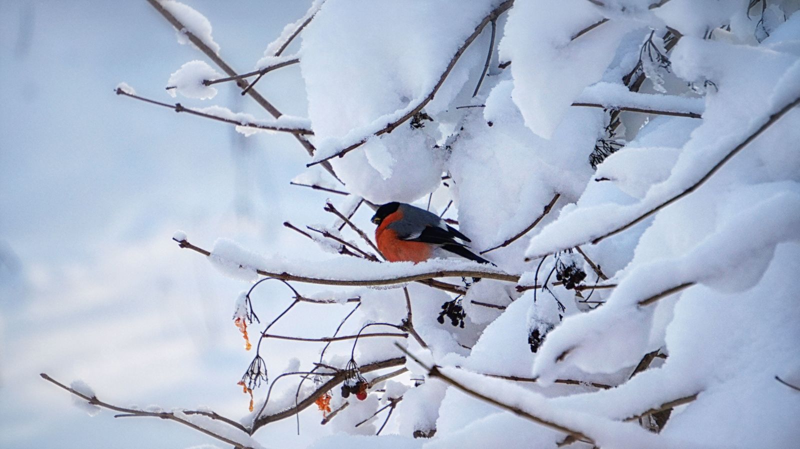 Bullfinches have arrived - My, Bullfinches, The photo, Winter, Fieldfare, Longpost