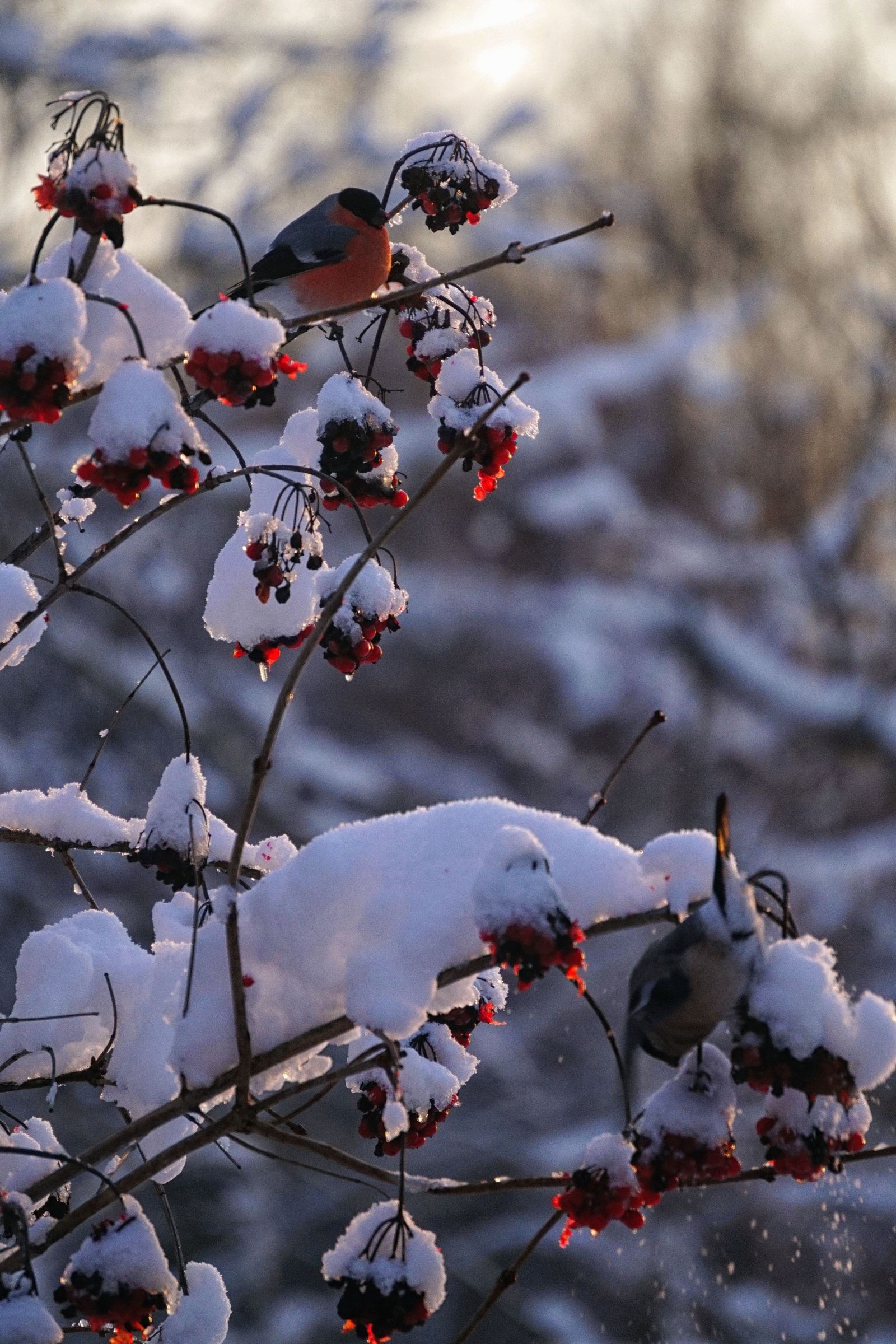 Bullfinches have arrived - My, Bullfinches, The photo, Winter, Fieldfare, Longpost