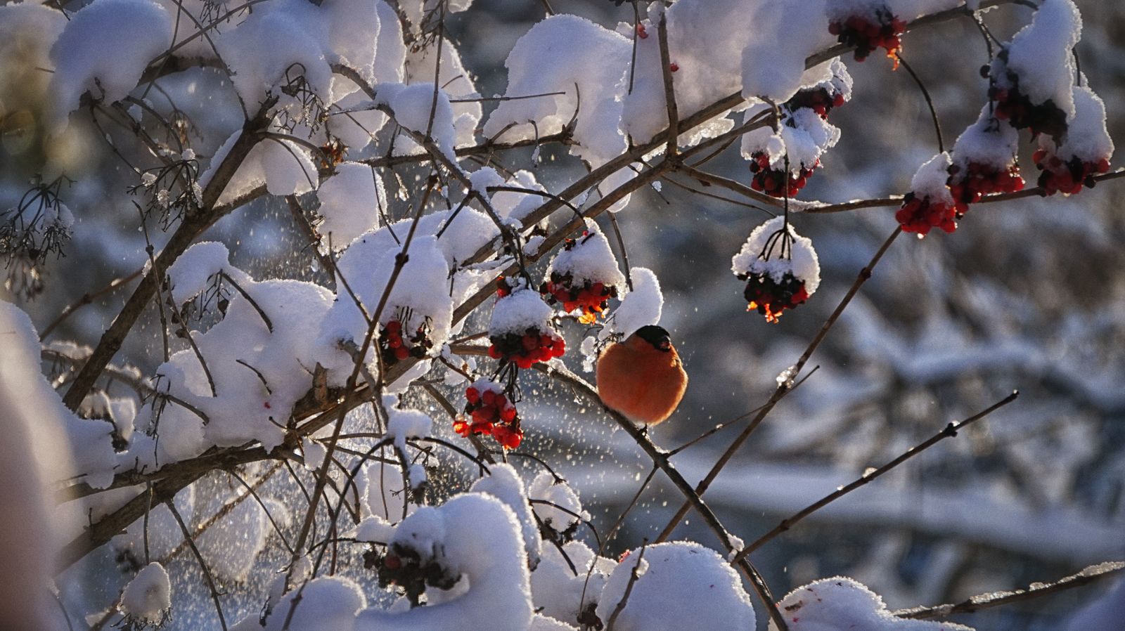 Bullfinches have arrived - My, Bullfinches, The photo, Winter, Fieldfare, Longpost