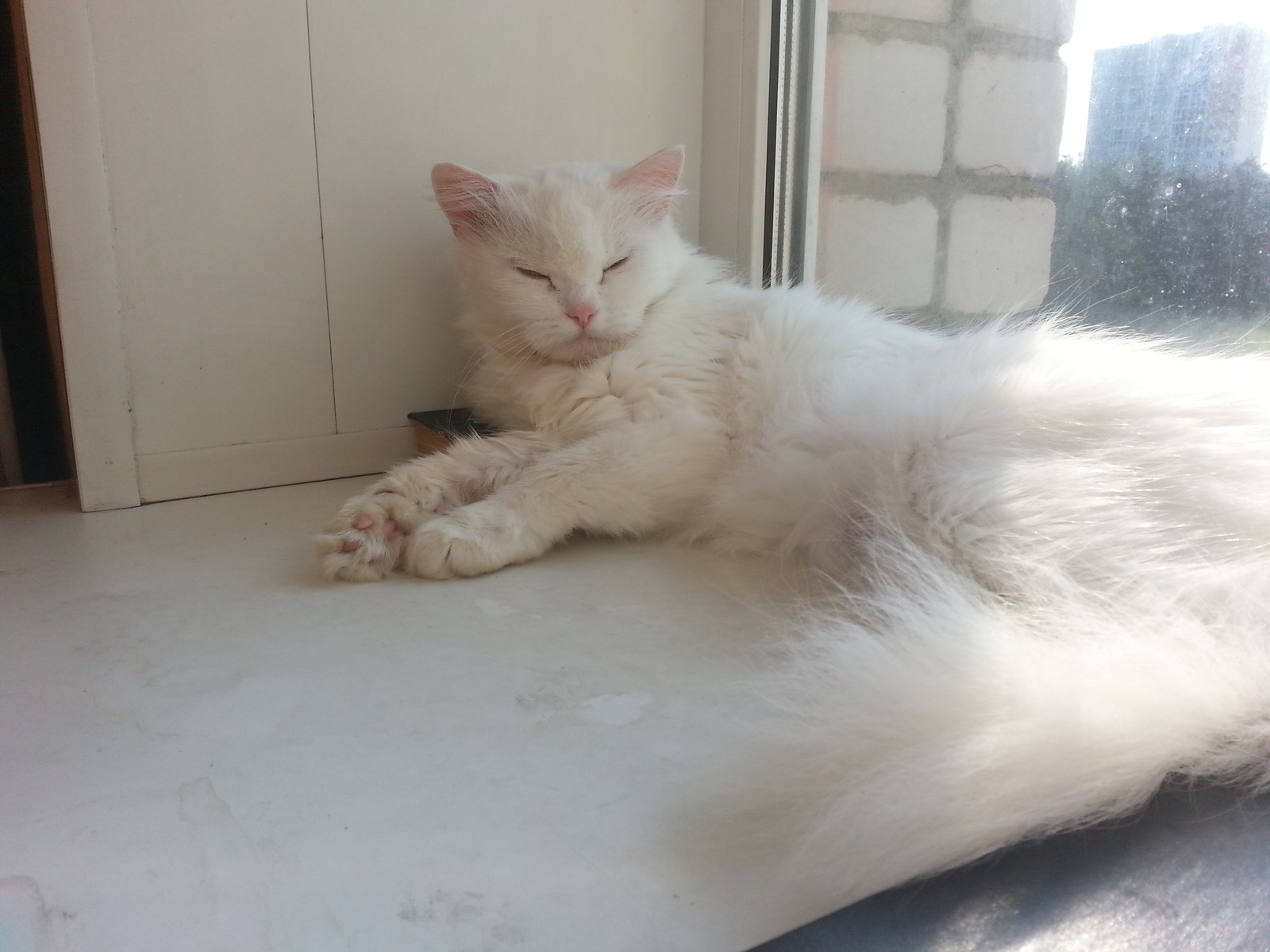 My... My beauty - My, cat, White, Gorgeous