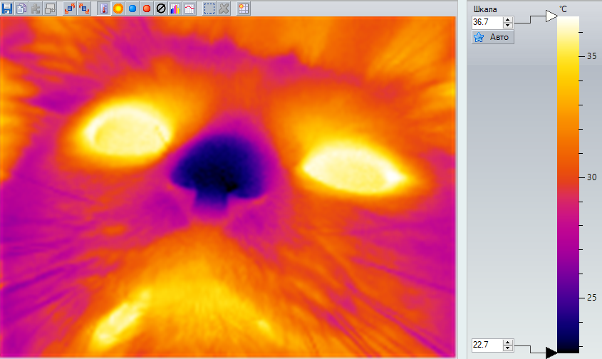 Thermal imager - My, Thermal imager, cat, Everyday life, Nose, Heat, Longpost