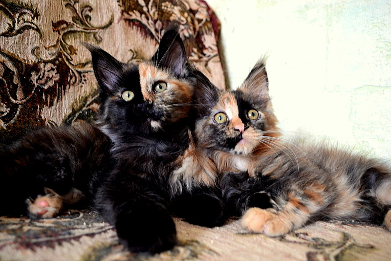 Maine Coon cats! Matryoshkas! - cat, Kittens, Maine Coon, My, Longpost